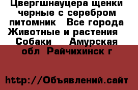 Цвергшнауцера щенки черные с серебром питомник - Все города Животные и растения » Собаки   . Амурская обл.,Райчихинск г.